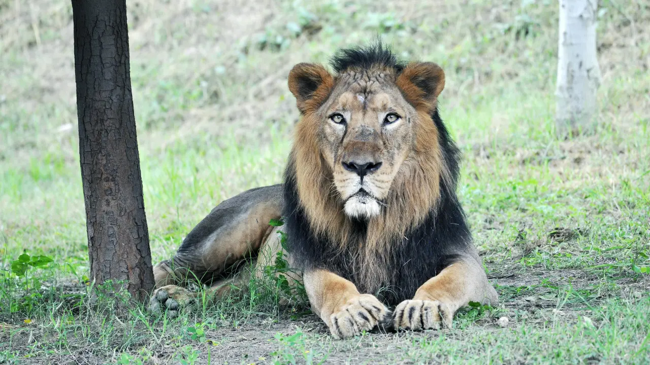 Lion deaths in Gir: Bhavnagar forest personnel fully alert, no symptoms found locally, says DCF Image for representational purposes only. Photo Courtesy: Pexels