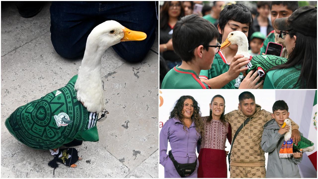 Ever since the duck was spotted, it has gone viral not only in Mexico but across the world. Text and Photos Courtesy: AFP