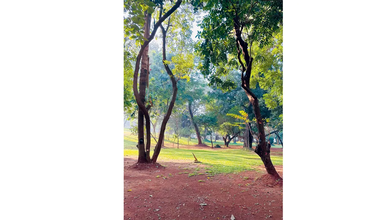Learn about the beautiful greenery in Colaba with this tree trail Representation pic