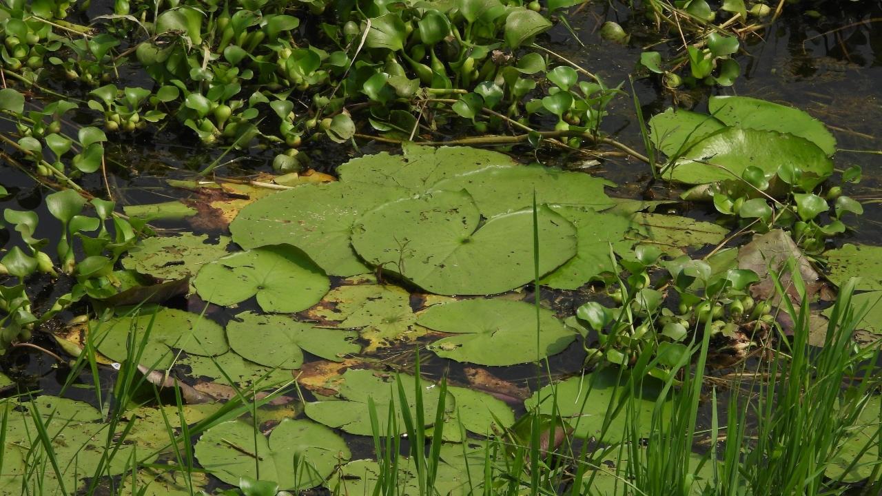 Taking to the social media platform X, PM Modi said, &ldquo;A century as far as Ramsar sites are concerned! Glad that the Jai Prakash Narayan Bird Sanctuary (Surha Tal) in Ballia, Uttar Pradesh has been designated as India&rsquo;s 100th Ramsar site. This wetland is rich in avifaunal biodiversity, attracting several migratory and resident birds."