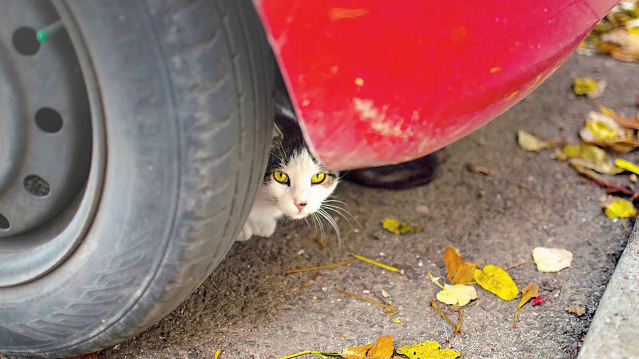 BYD develops AI system that detects people and animals under parked cars The system can detect animals under a parked vehicle. REPRESENTATION PIC/ISTOCK