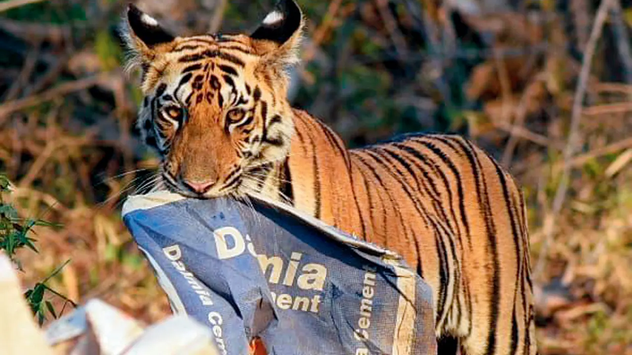 Royal Bengal Tiger cub carrying a discarded cement bag in its jaws inside Tadoba Tiger Reserve