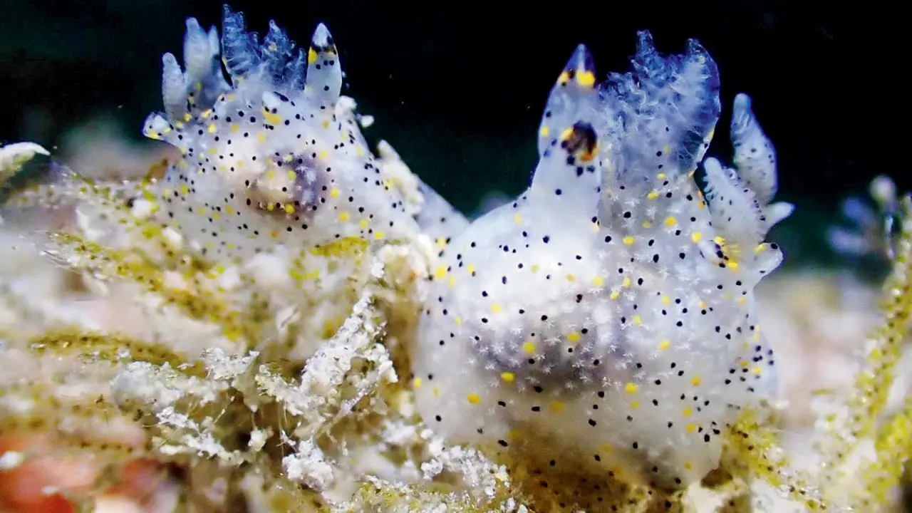 Tiny sesame seed sized sea slug discovered in Taiwan waters