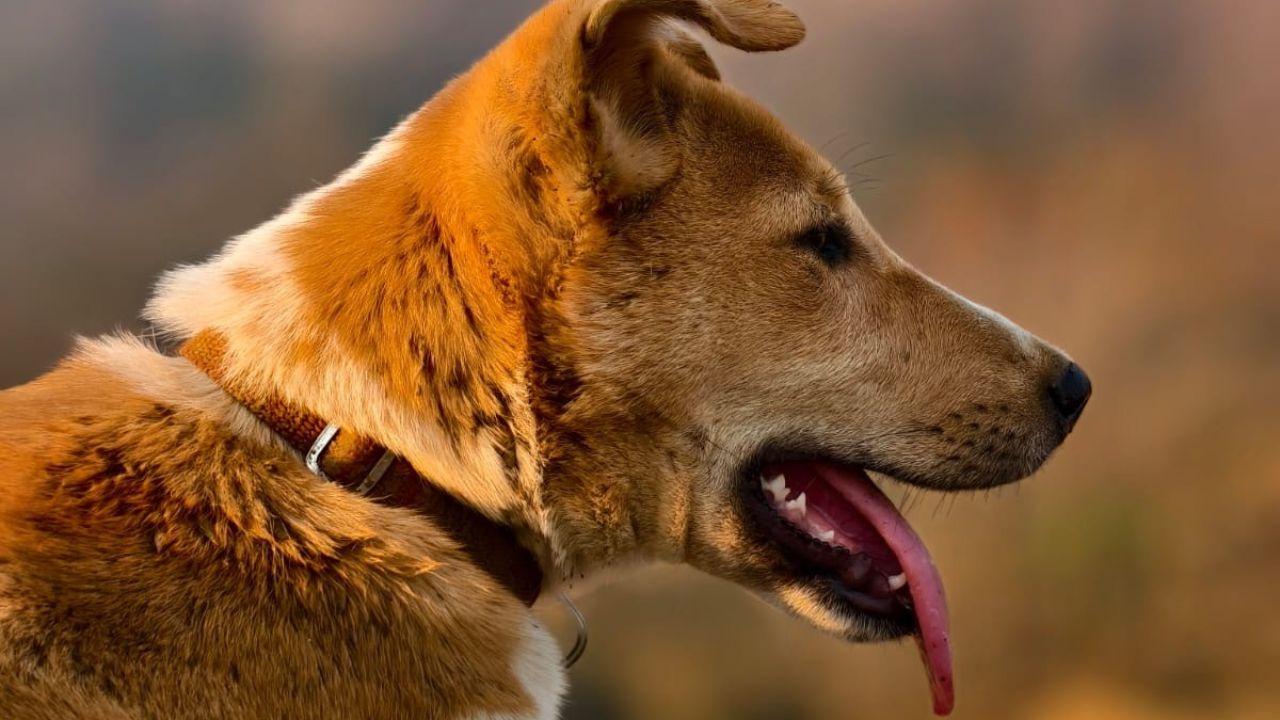 Maharashtra: Dog killed by explosive-laced bait near Neral; police launch probe Togo, the pet dog that was killed after an explosive concealed in bait allegedly detonated near a farmhouse in Karjat on Friday. PIC/SOORRAJ SAHA