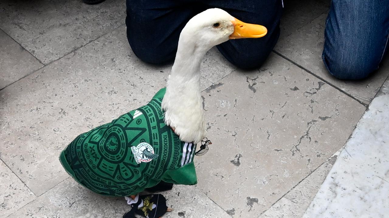FIFA World Cup 2026: Who is Merlin the duck? Going viral in Mexico right now Bakeries sell pastries mimicking the image of Merlin in his green jersey. Photo Courtesy: AFP