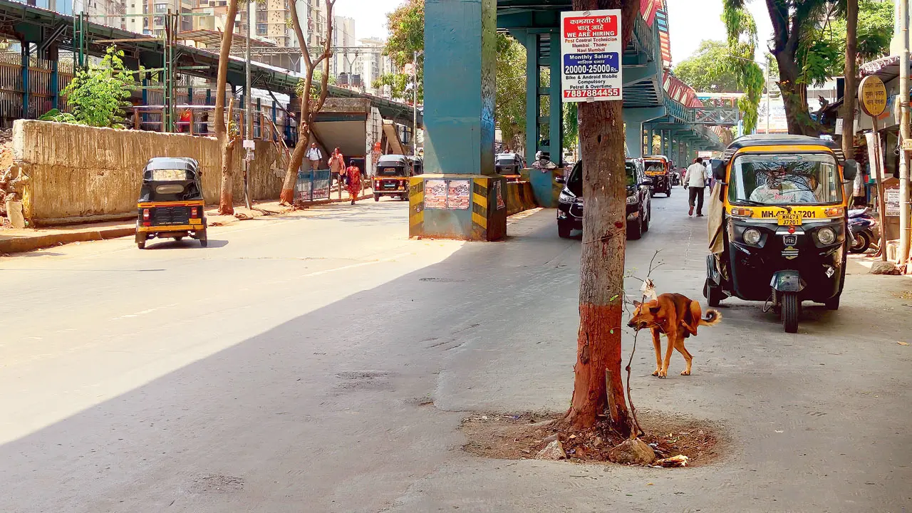 Mumbai: Tree in middle of road near Dahisar station raises safety concerns A tree in the middle of a road in Dahisar. Pic/Ritika Gondhalekar