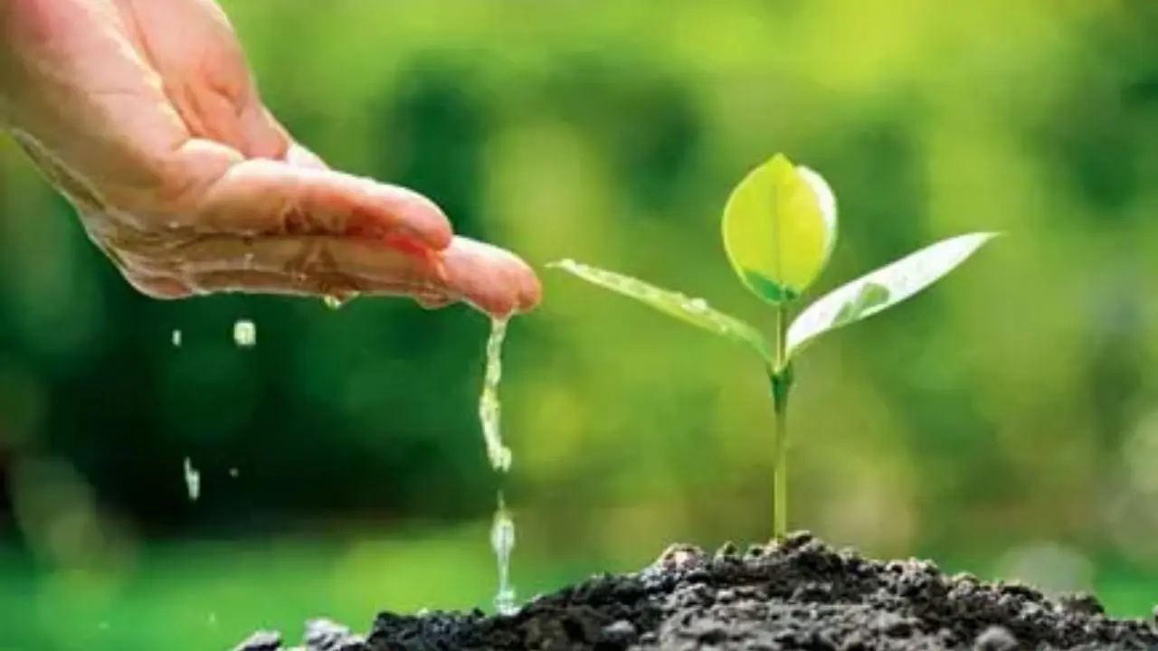 From one seed to 18 lakh saplings: How a Beed resident became green crusader