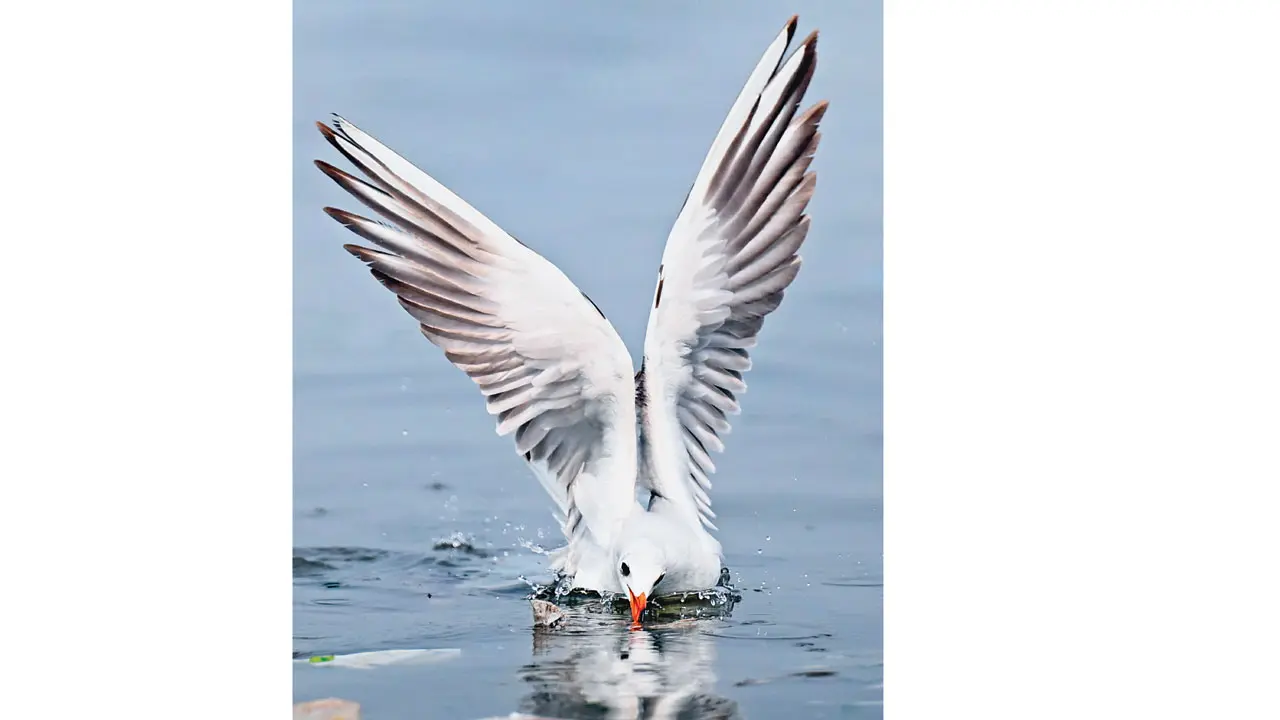 Mumbai Diary: Sunday Dossier Pic/Satej Shinde