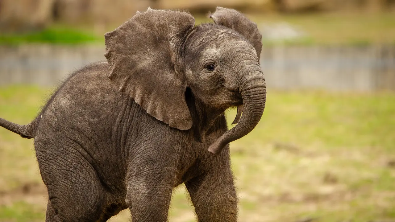 Elephant calf rescued in Keralam’s Pathanamthitta after falling into well Image for representational purposes only. Image courtesy: Pexels