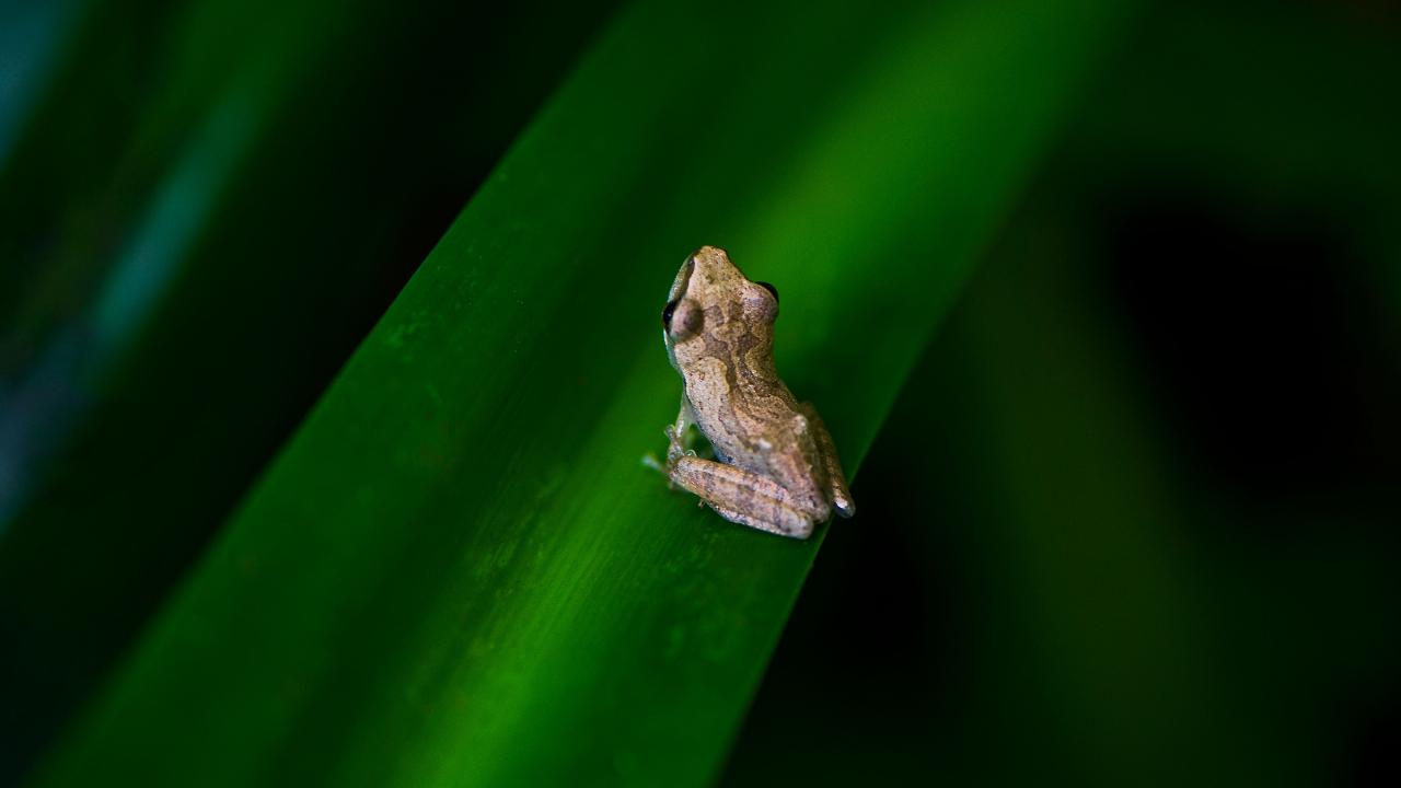 Bombay Bush Frog (Raorchestes Bombayensis)
This little brown friend is an arboreal species, and unsurprisingly faces the threat of loss of habitat. Their other moniker, &lsquo;Typewriter Frog&rsquo; comes from the rapid tic-tic-tic sounds they make during their mating rituals.&nbsp;