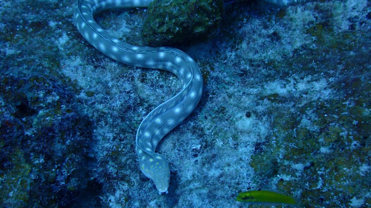 Mumbai Blind Eel (Rakthamichthys Mumba)
The latest addition to the city&rsquo;s famed underground club, this blind subterranean swamp eel was discovered in a well at Jogeshwari in 2021.