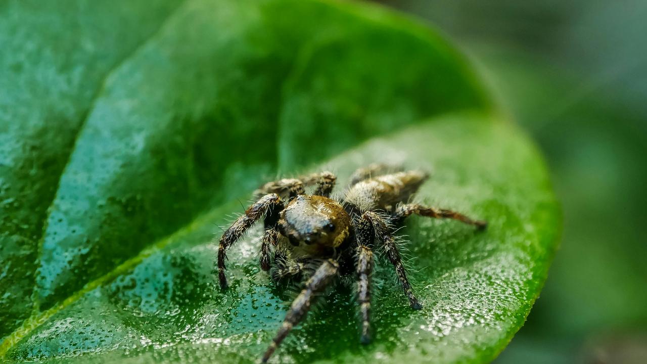 Mumbai Jumping Spider (Hasarius Mumbai)
This happy arachnid was first spotted in Aarey in 2017, and was added to the new species in Mumbai.