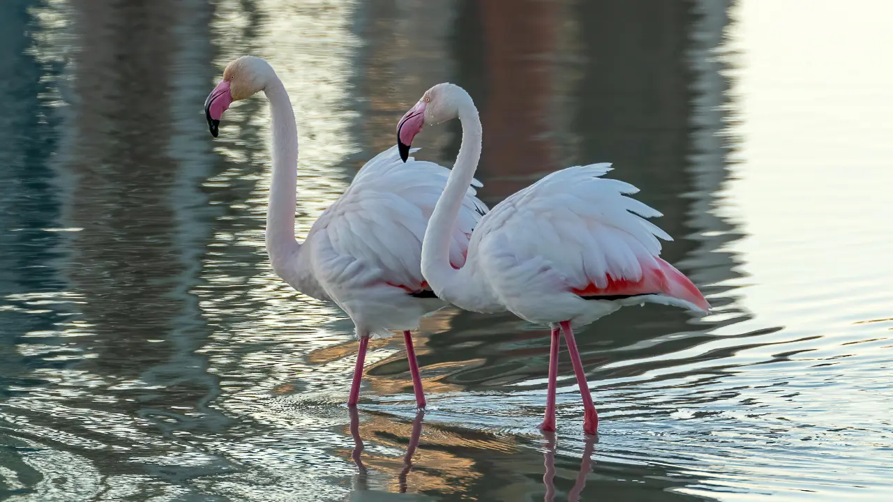 Venice's growing flamingo population finds refuge in recovering wetlands Image for representational purposes only. Image courtesey: Pexels