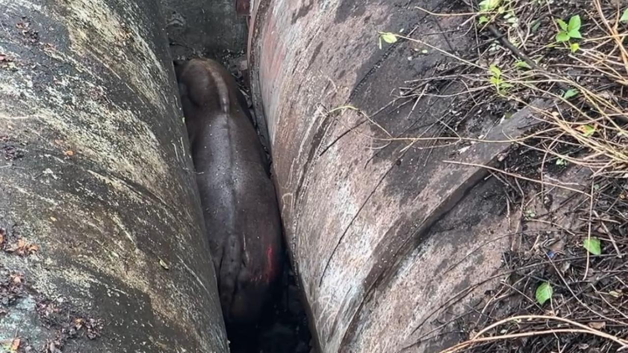 Indian gaur rescued after being trapped between PMC pipelines in Pune