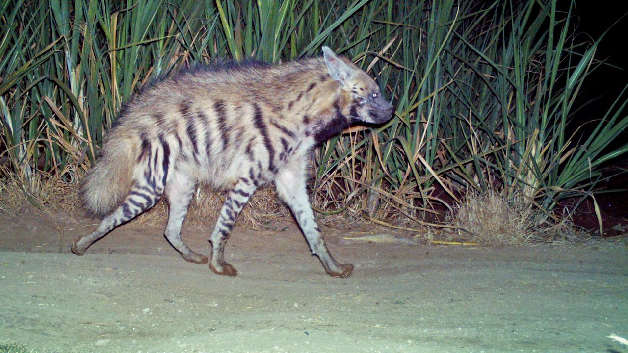 Striped hyena captured on a camera trap in Junnar taluka as the Maharashtra Forest Department undertakes a first-of-its-kind survey Striped hyena captured on a camera trap in Junnar taluka as the Maharashtra Forest Department undertakes a first-of-its-kind survey