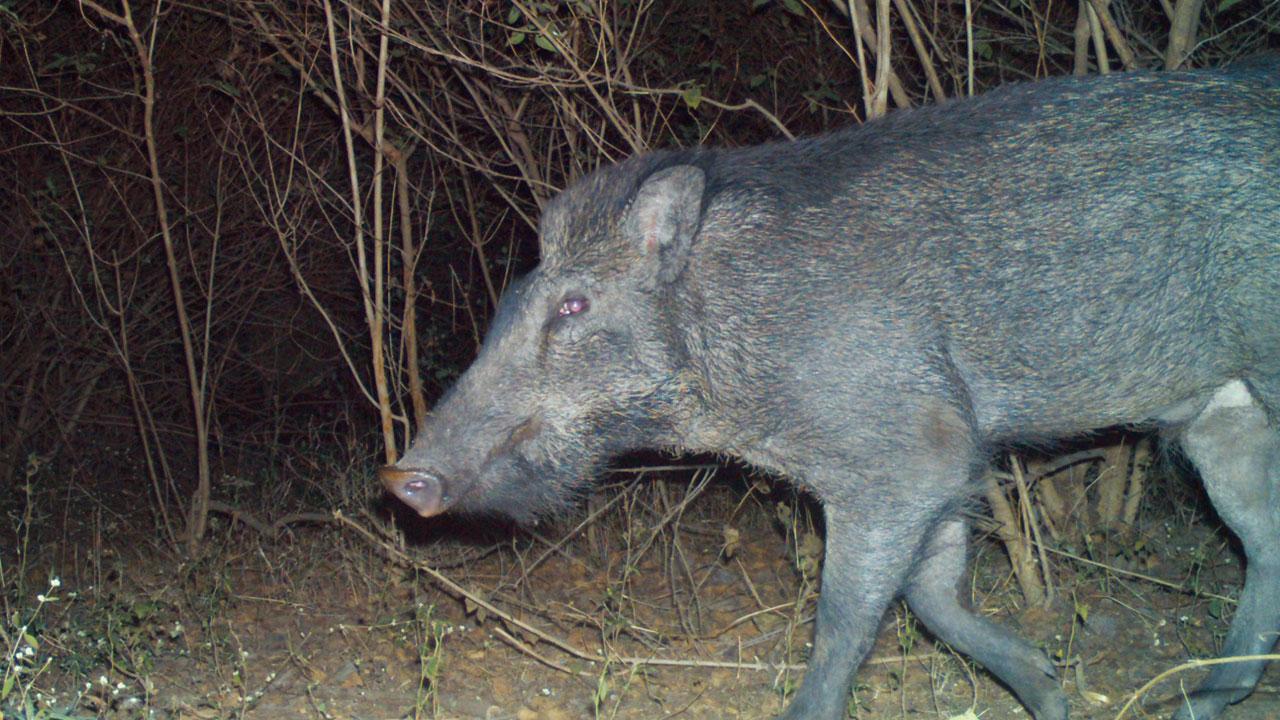 A wild boar is captured on a camera trap during the Maharashtra Forest Department's wildlife survey in Junnar taluka, Pune district. The first-of-its-kind exercise in a non-forest landscape has documented a range of species inhabiting the sugarcane fields A wild boar is captured on a camera trap during the Maharashtra Forest Department's wildlife survey in Junnar taluka, Pune district. The first-of-its-kind exercise in a non-forest landscape has documented a range of species inhabiting the sugarcane fields