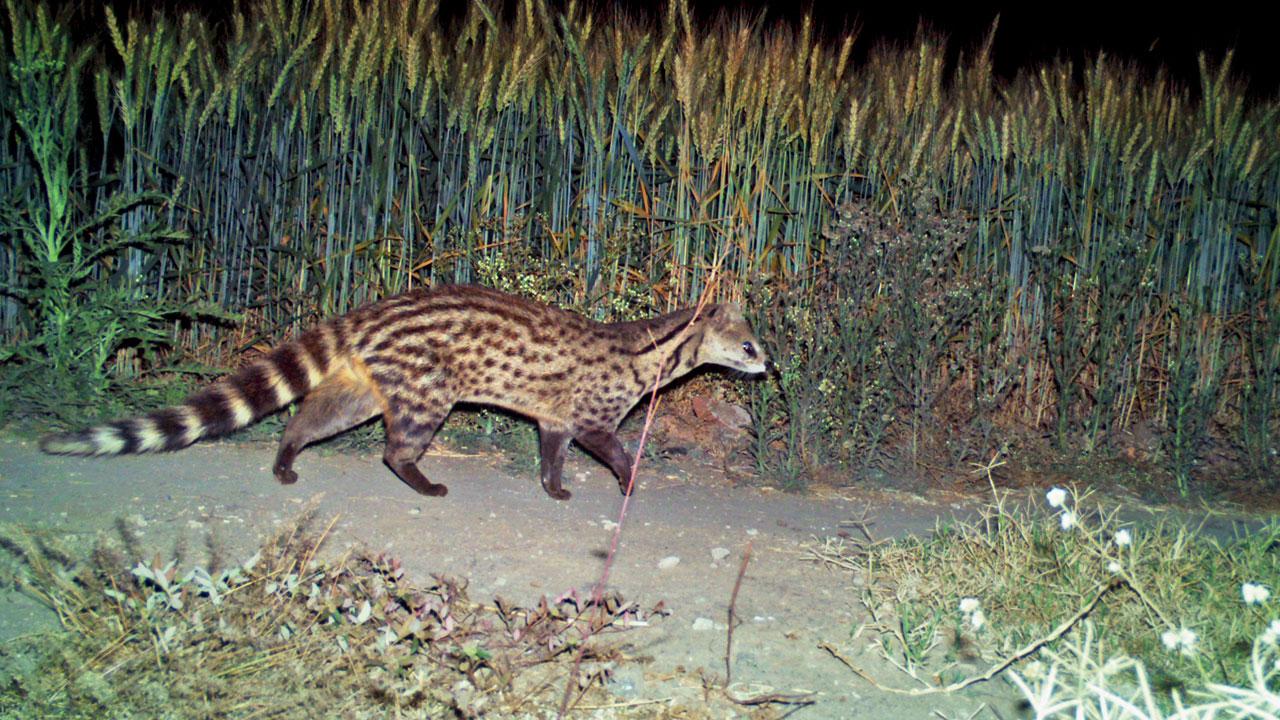 A glimpse of the Small Indian Civet as Maharashtra Forest Department's extensive camera-trapping exercise covers villages and agricultural fields across Junnar A glimpse of the Small Indian Civet as Maharashtra Forest Department's extensive camera-trapping exercise covers villages and agricultural fields across Junnar