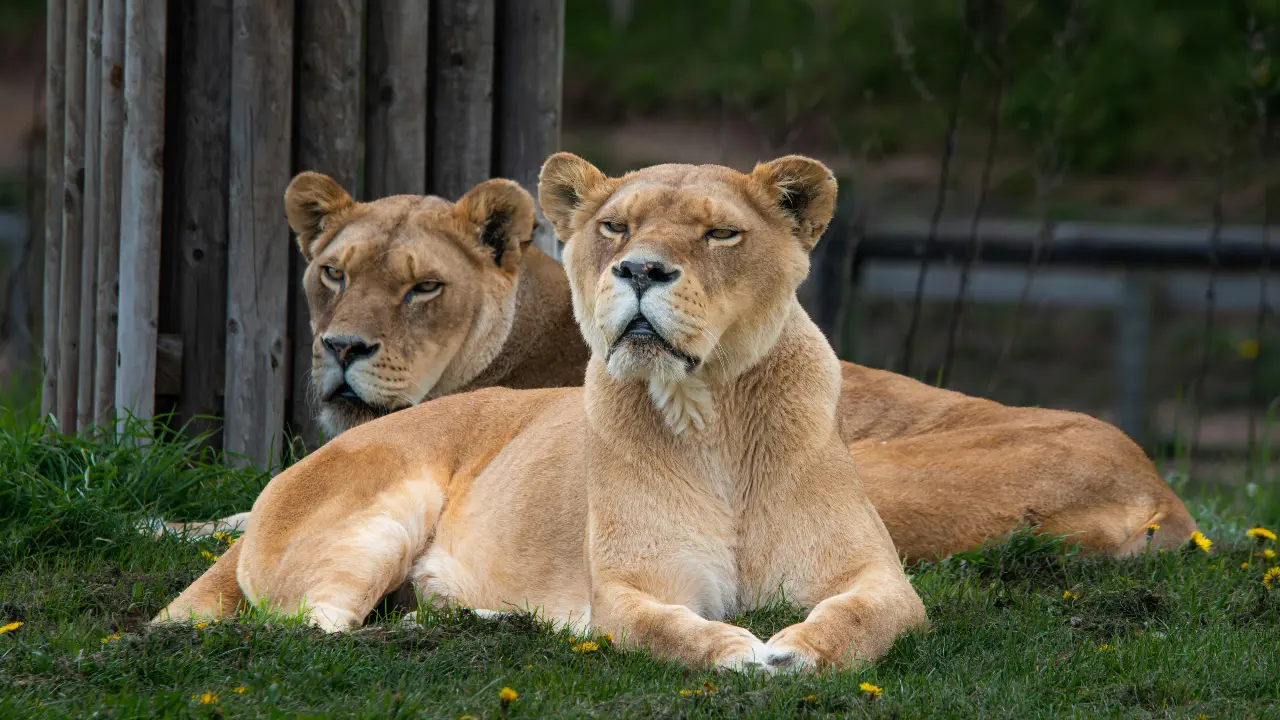 At Delhi Zoo, 27 is the lucky date for lion family as Mahagauri awaits another litter image representational purposes only. Image courtesy: Pexels