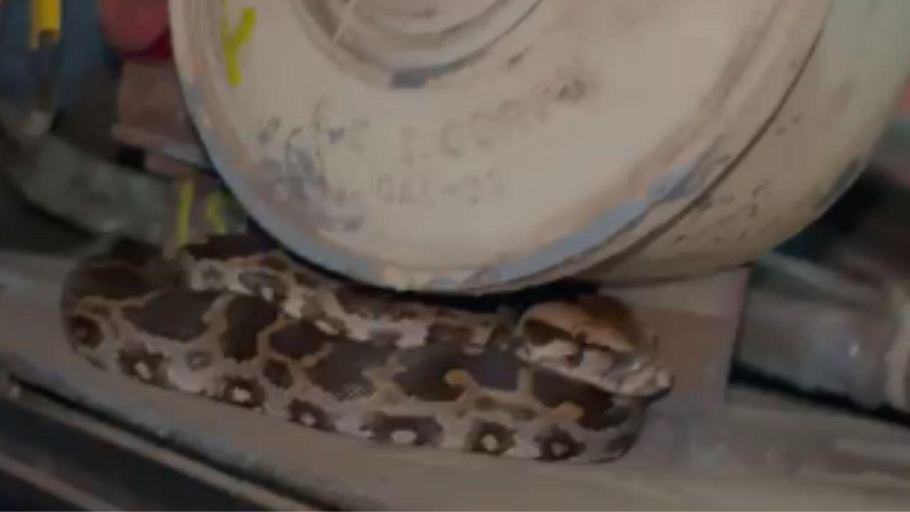 Python inside train at CSMT station (Pic/Special arrangement)