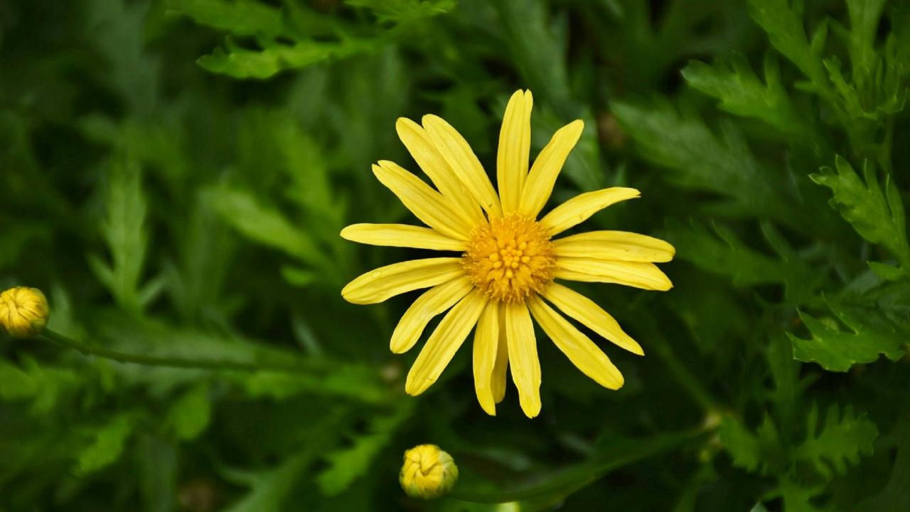 Bombay Groundsel (Senecio Bombayensis)
Yellow, bright, and a monsoon special, you might know it as the Sonki. Despite its delicate appearances, this tough Mumbaikar can grow anywhere from the slopes of the Western Ghats to old roofs, and forgotten trees.