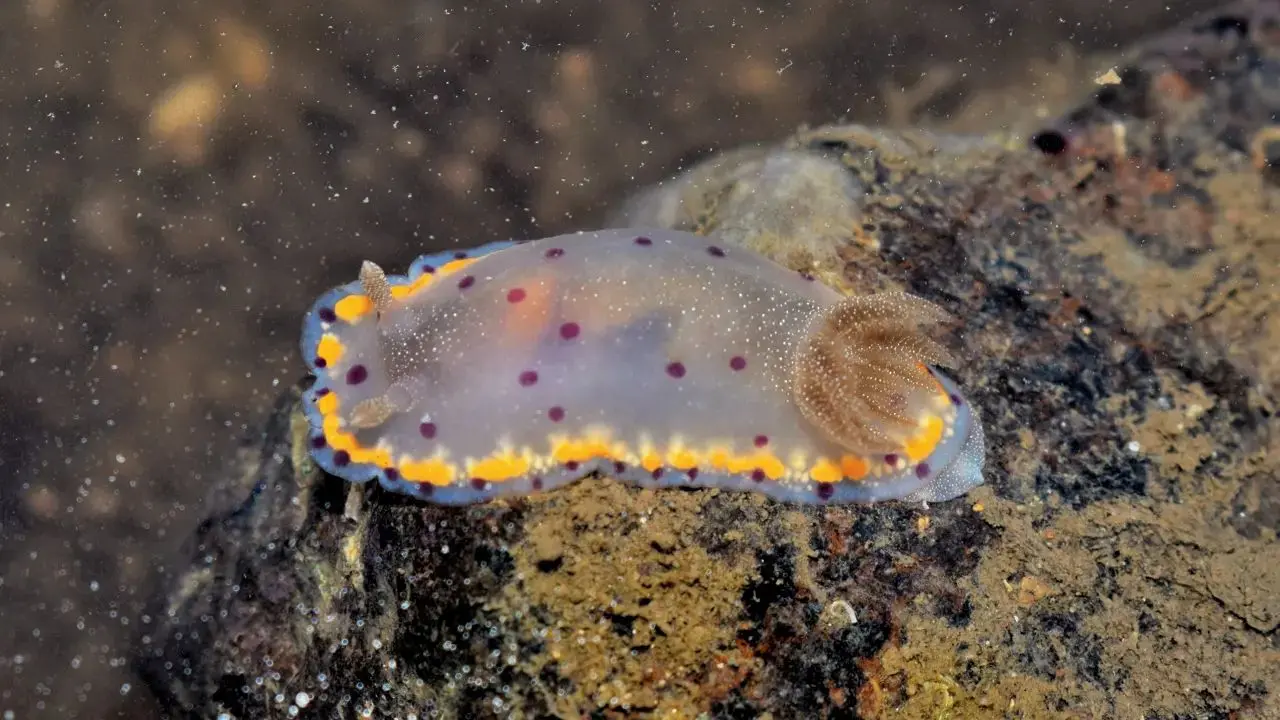 Bombay Sea Slug / Bombay Dorid (Goniobranchus Bombayanus)
This brightly coloured Pok&eacute;mon-like marine nudibranch was first discovered in 1946, before going quiet for 70 years. Since 2018, it has become one of the more famous marine residents of Mumbai&rsquo;s shores.