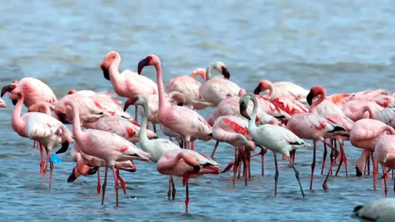 Hello, birdie!With all the hype around flamingo season, it might be time to explore Birding Bharat&rsquo;s birdwatching walk to catch a glimpse of Navi Mumbai&rsquo;s winged visitors.
Time: 7 am to 9 amAt: NRI Pond, Seawoods, Navi Mumbai.&nbsp;Log on to: ataavi.orgCost: Rs 200 per person