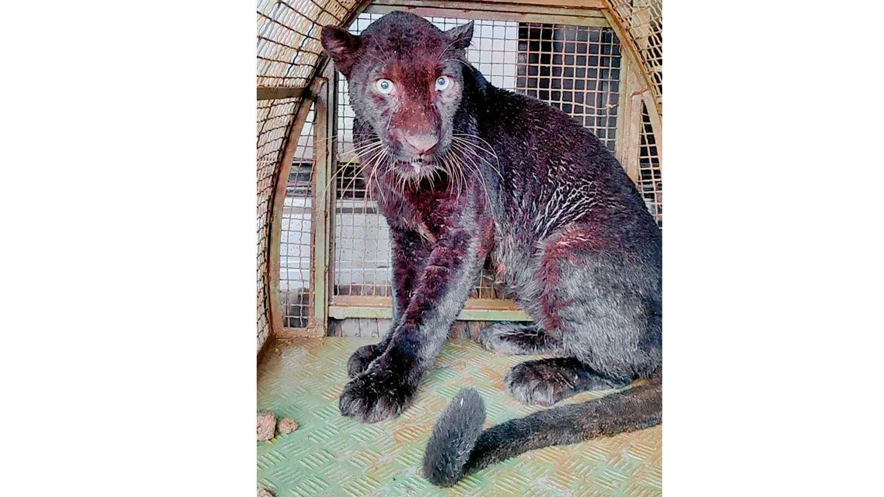 The approximately five-year-old panther was examined, found fit, and released back into its natural habitat, marking a successful end to the dramatic rescue.