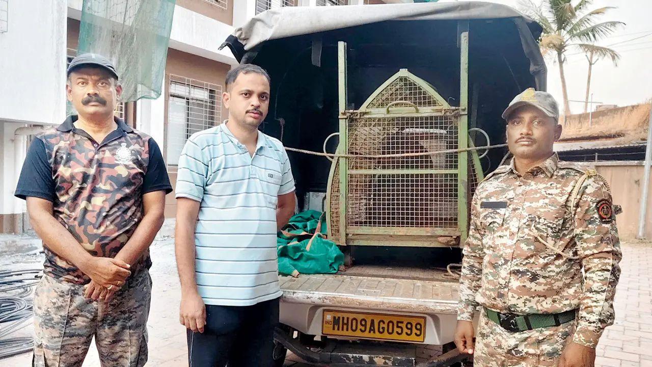 After hours of waiting, the panther finally stepped into the cage, allowing the rescue team to lift it out safely after a 36-hour operation. Pic/By Special Arrangement