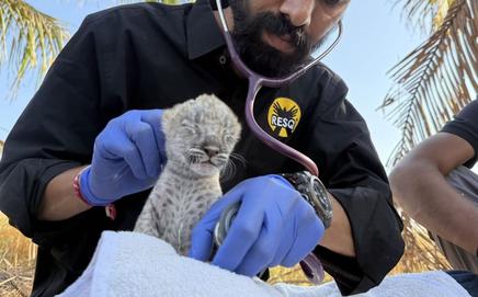 Rare albino leopard cub rescued in Nashik. (Pic/RESQ CT and Nashik Forest Department)