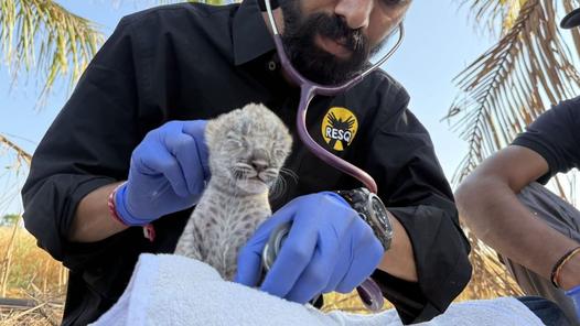 Maharashtra: Rare albino leopard cub among three rescued in Nashik