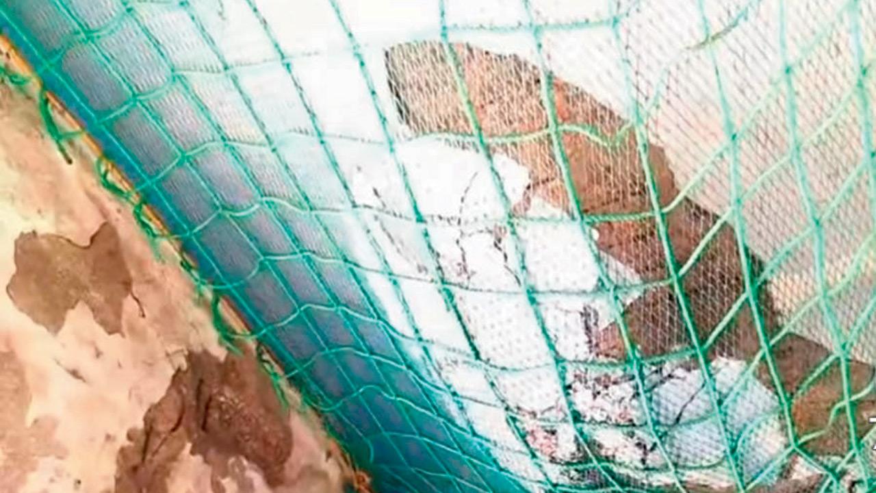 The wire mesh that prevents the roof from collapsing