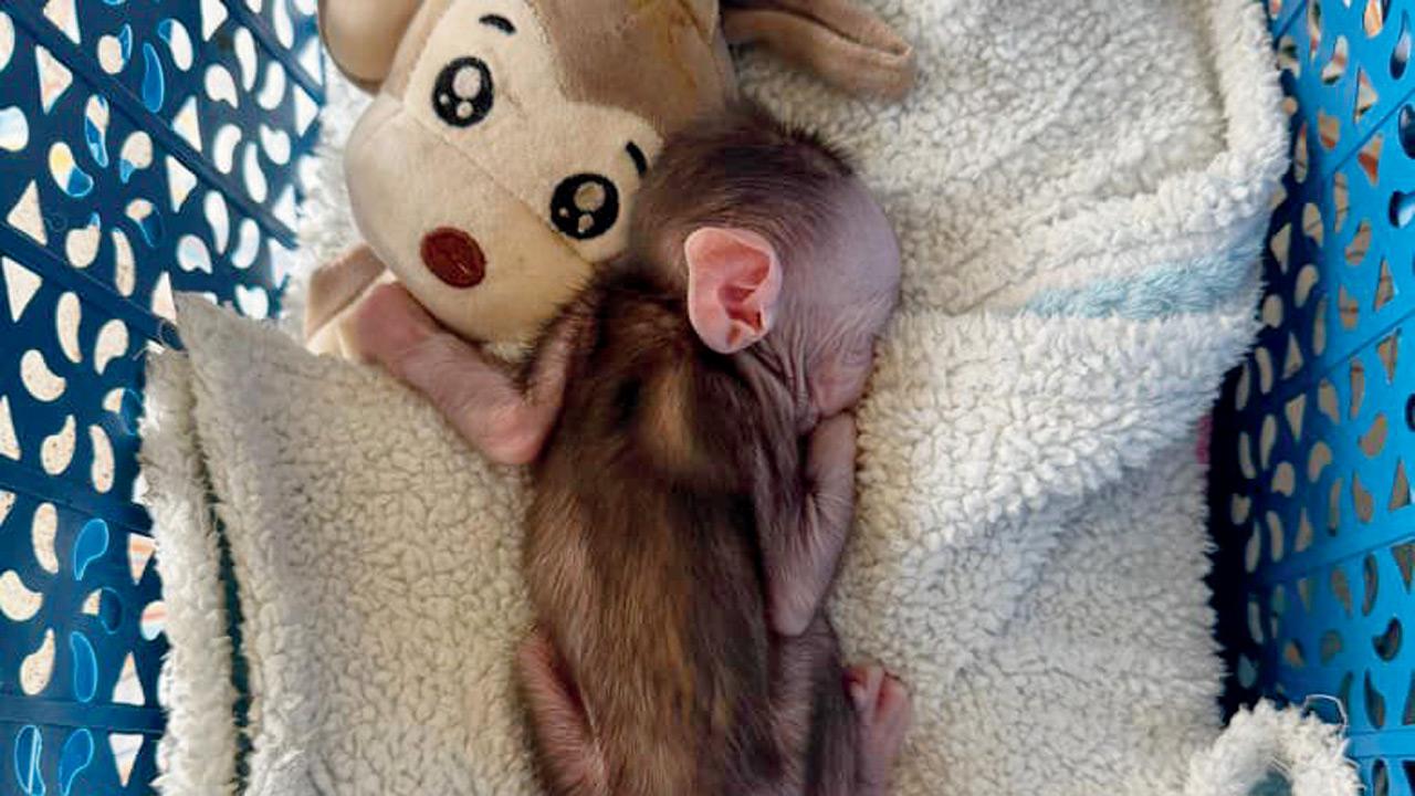 Baby Bheem with his plushie. PIC COURTESY/RAWW