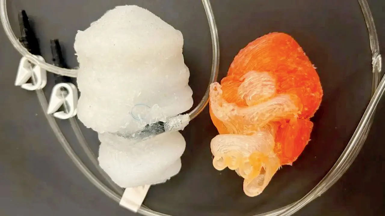 Advanced 3D-printed heart could improve training for heart surgeons