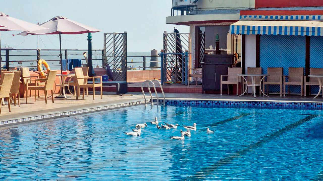The seagulls take a break in the pool. Pics/Special Arrangement