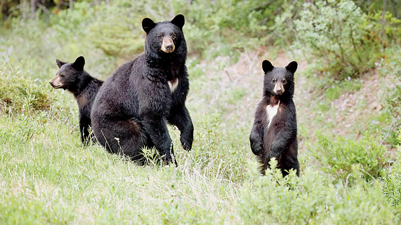 Bear and two cubs electrocuted by illegal power line in Chhattisgarh