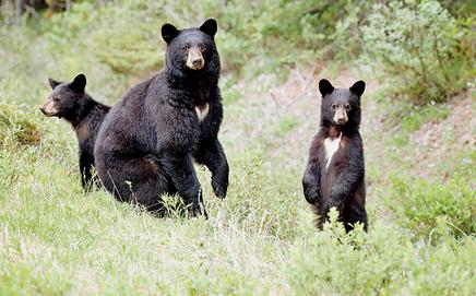 The bears came in contact with a power line. Representation pic