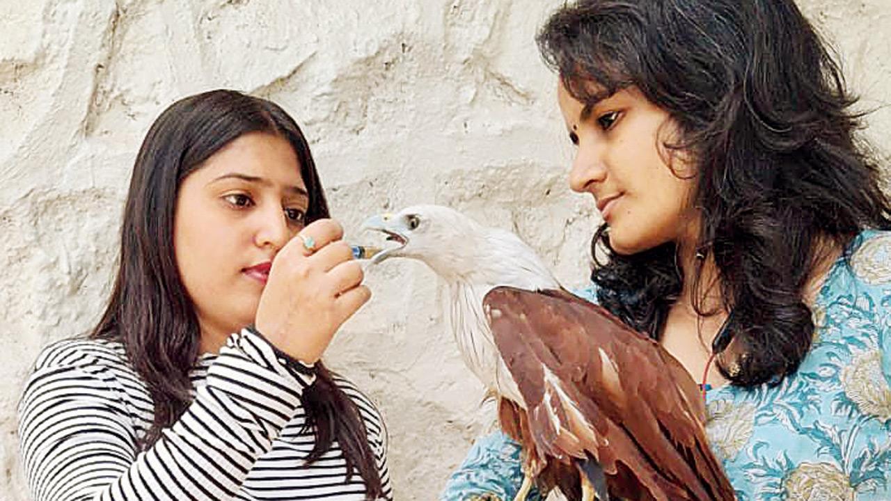 Petit Hospital staff rescue a Brahminy kite
