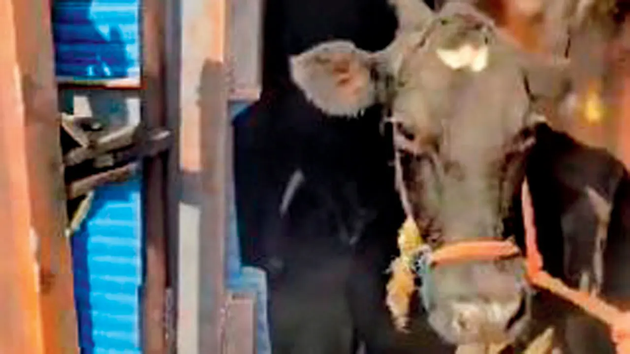 J&K: Cattle smuggled inside tanker