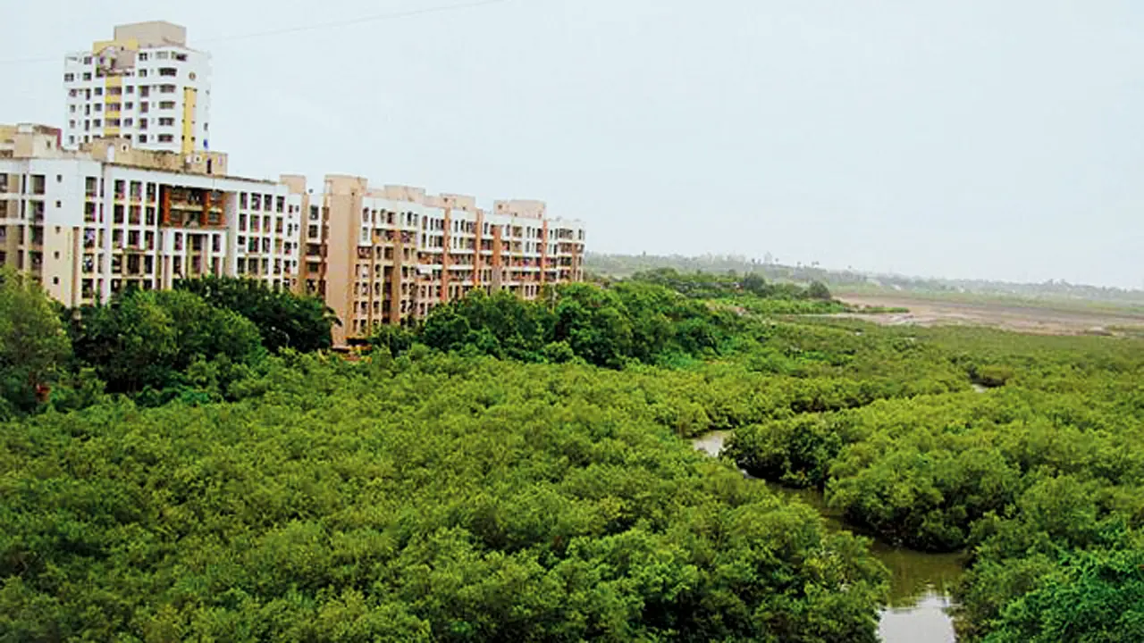 A view of the mangroves in Charkop.  Pic courtesy/Wikimedia commons
