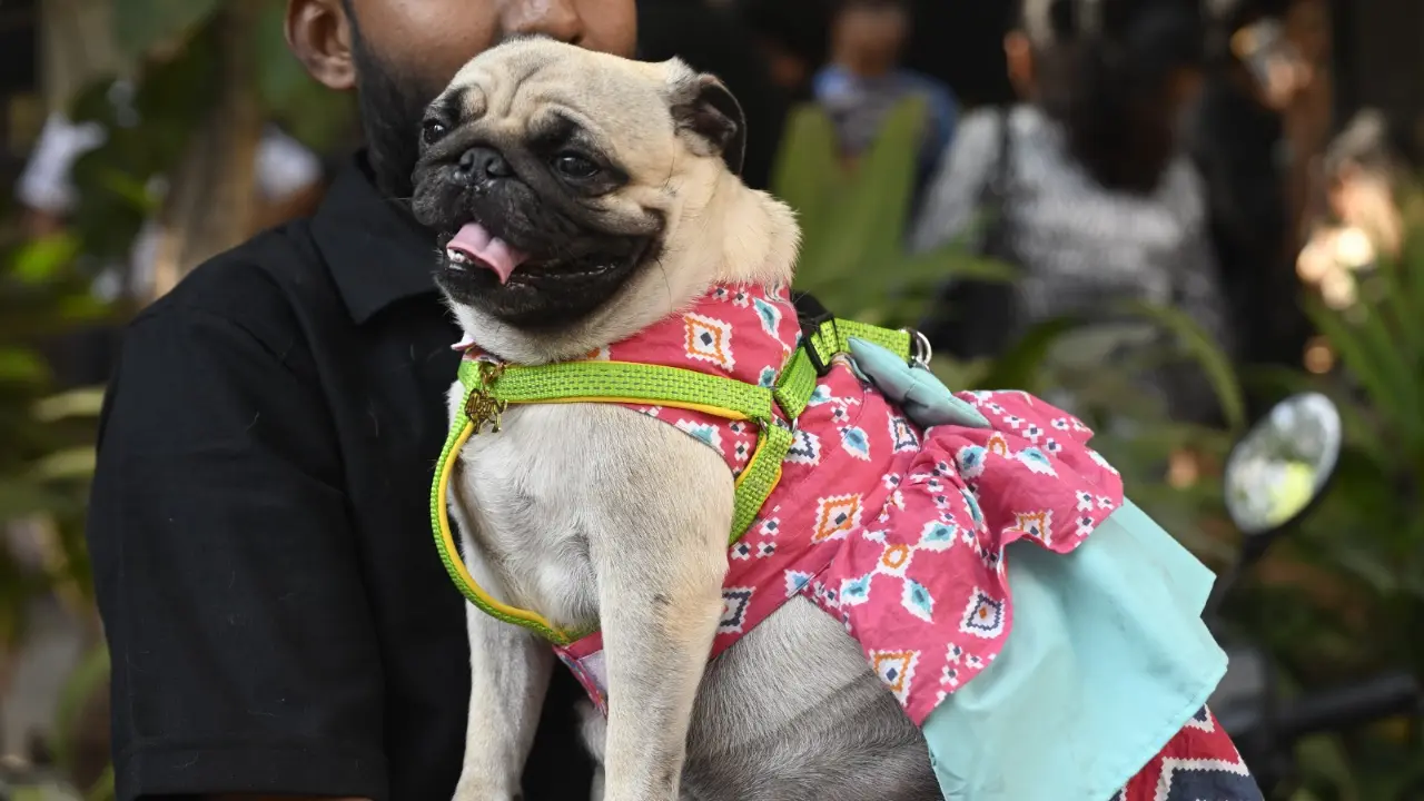<p data-start="250" data-end="420">A pug dressed in a colourful patterned ethnic outfit with a green harness was among the participants at the mythology-themed pet parade </p> <p data-start="250" data-end="420">A pug dressed in a colourful patterned ethnic outfit with a green harness was among the participants at the mythology-themed pet parade </p>