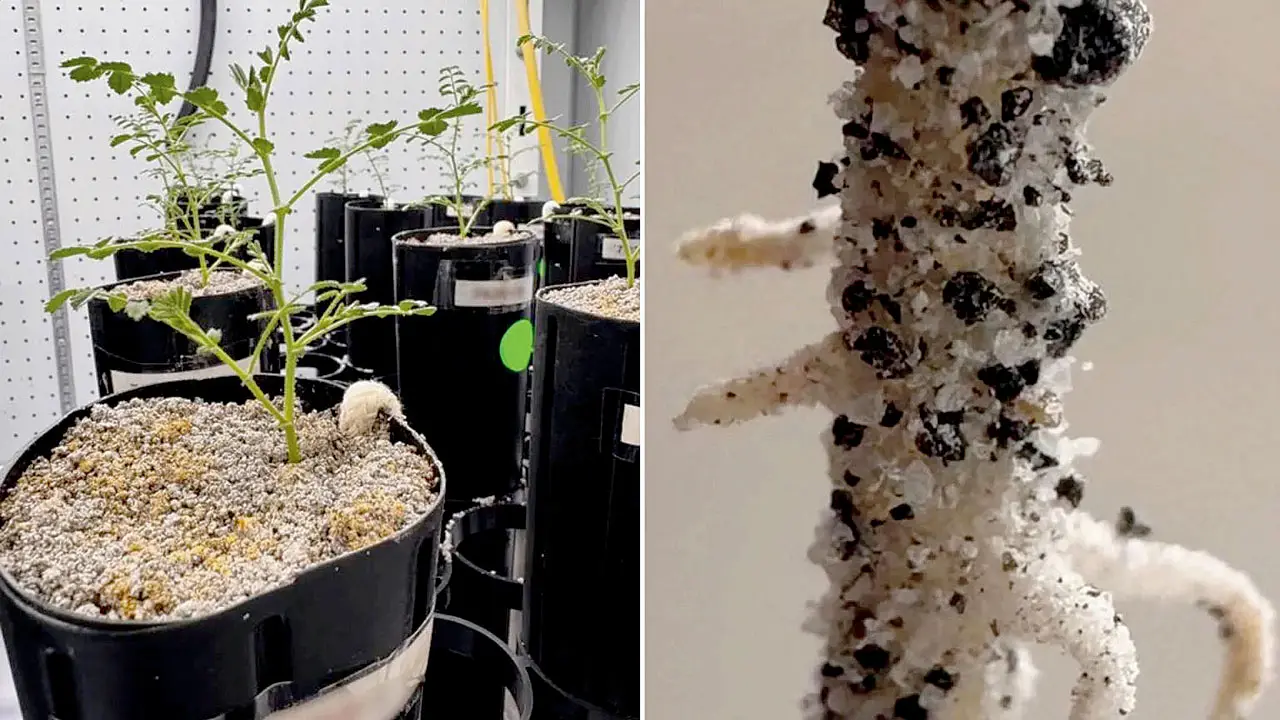 US scientists grow first chickpea crop in simulated Moon soil