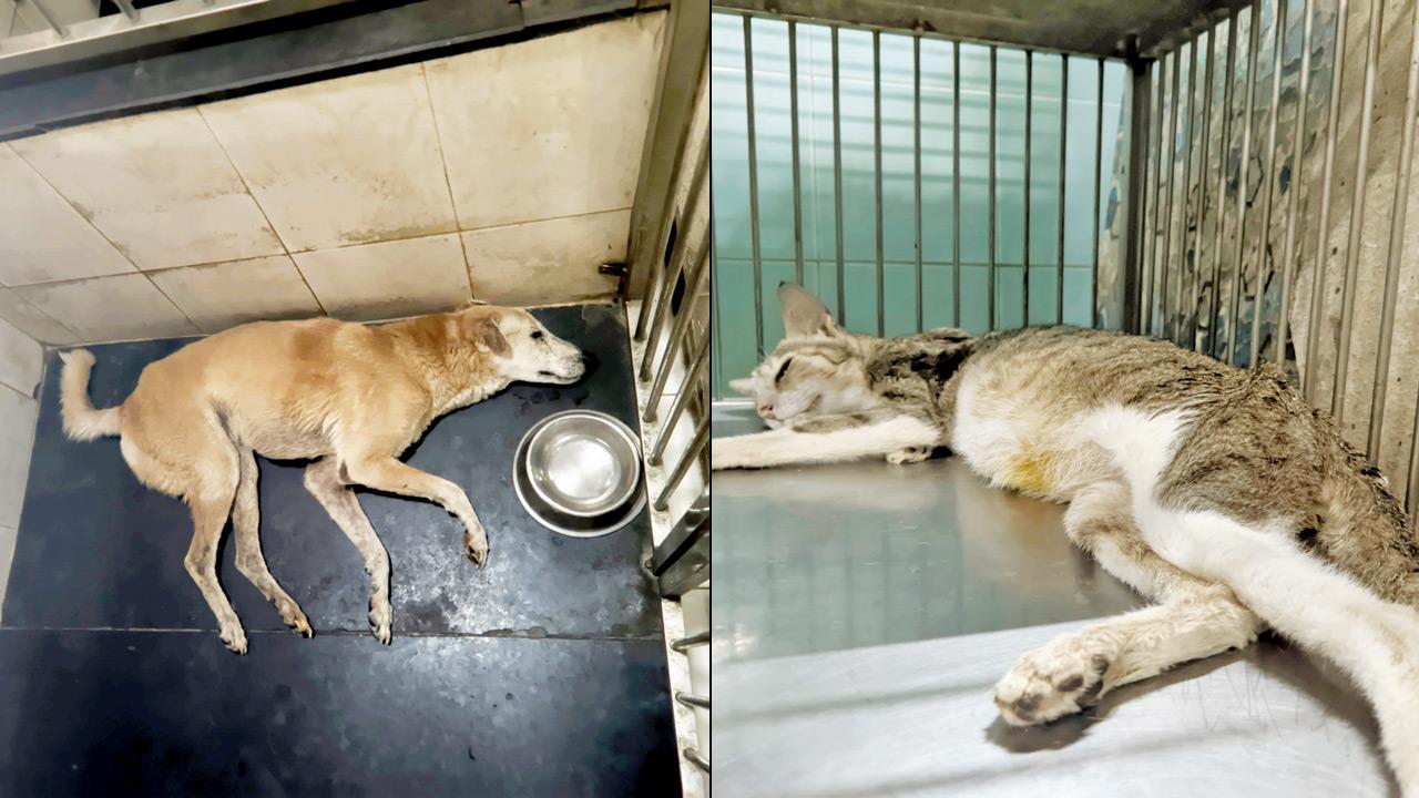 A community dog at Petit Hospital (right) An exhausted cat receives treatment. PICS/BY SPECIAL ARRANGEMENT