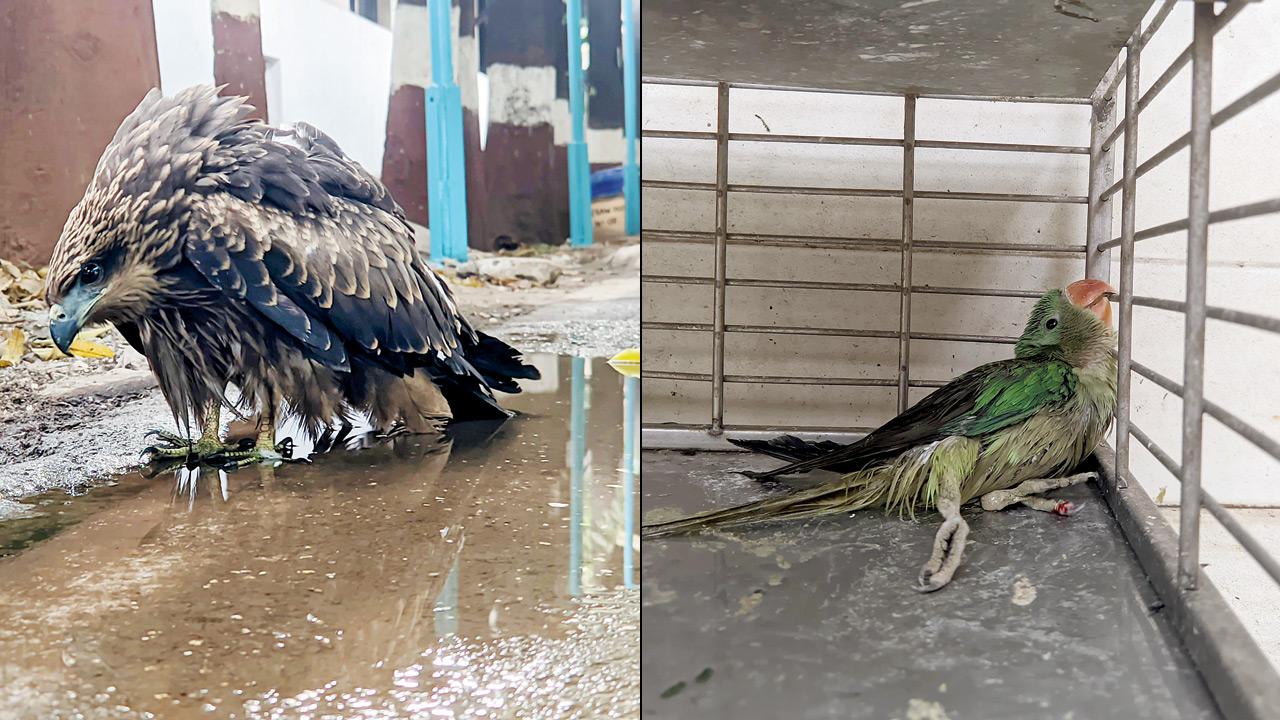 Mumbai birds and animals struggle to survive as summer temperatures soar 