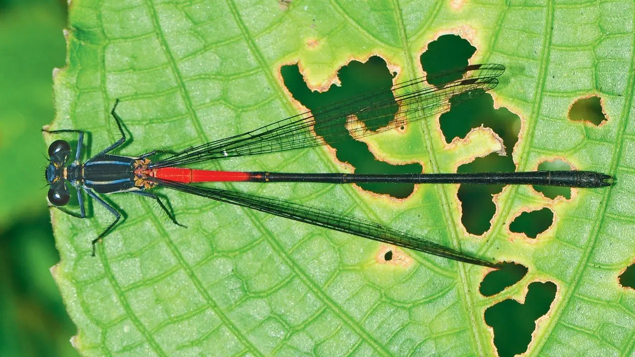 Mumbai doctor discovers seven new damselfly species in Arunachal