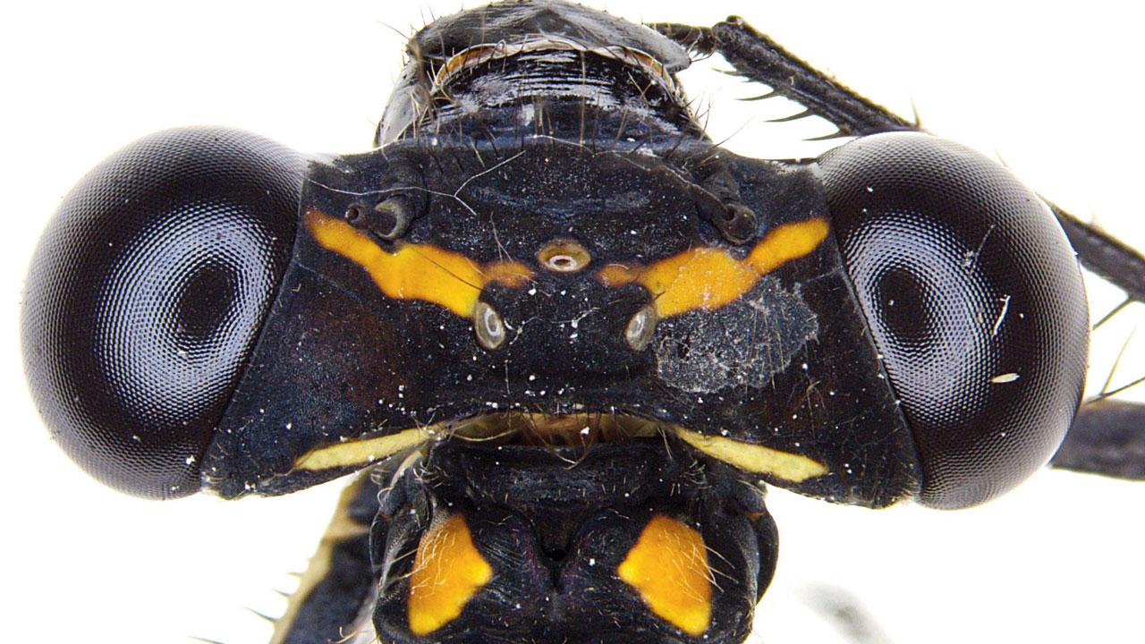 Calicnemia ardena - Fiery Oread 