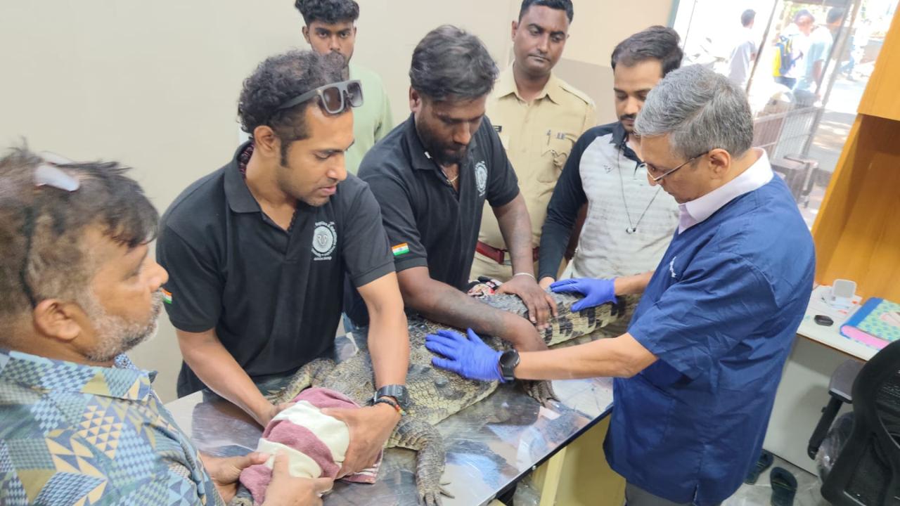 Marsh crocodile rescued from IIT-Bombay Powai residential area