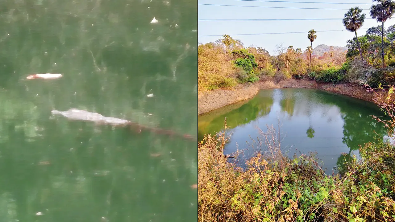 The water body in Mira-Bhayandar, near the boundary of SGNP, where the nearly five-foot-long crocodile was spotted. Pics/By Special Arrangement