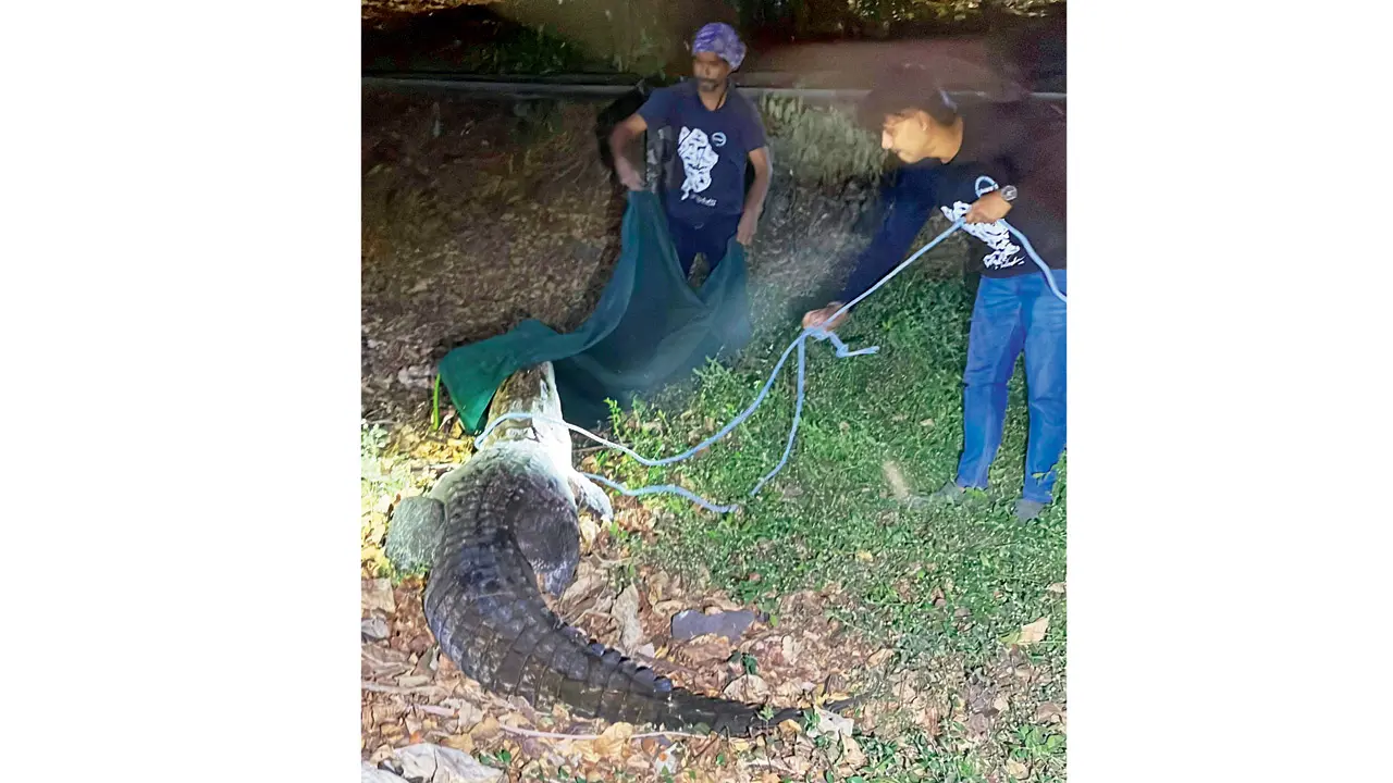 Two crocs in Mira-Bhayandar water body surprises locals, forest teams rescue