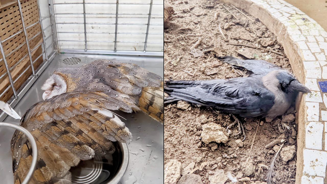 An injured and dehydrated barn owl (right) A dehydrated crow resting