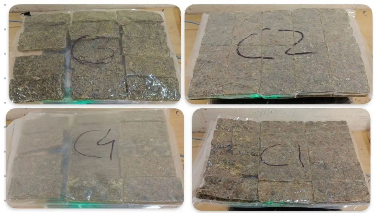 Mumbai Customs seizes 44 kg of hydroponic weed from airport